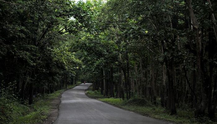 Anshi National Park, a biodiverse reserve in Karnataka, India, home to diverse wildlife, dense forests, and scenic landscapes