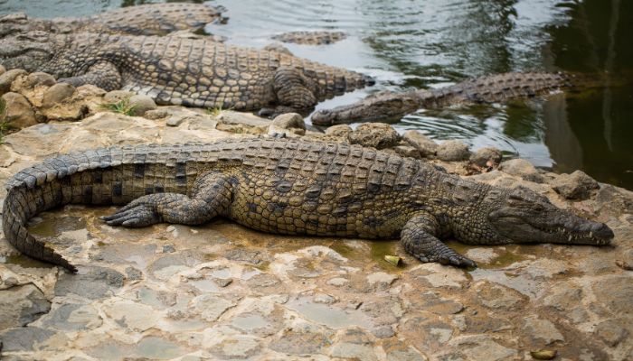 La Vanille Crocodile Park in Mauritius, a home to exotic creatures including crocodiles, giant tortoises, and various reptile species