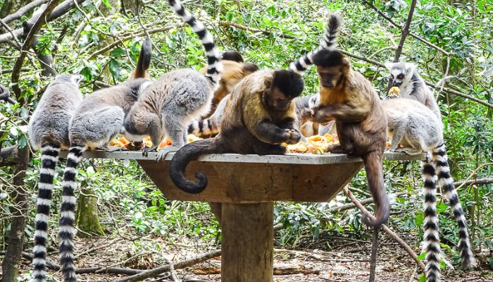 Image of Monkeyland KZN: A sanctuary nestled in nature, home to playful monkeys swinging among the trees in a lush, green forest