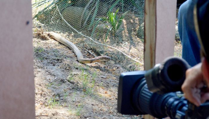 Image of Ndlondlo Reptile Park: A captivating sanctuary where a diverse array of reptiles, from slithering snakes to majestic crocodiles, coexist within their habitats