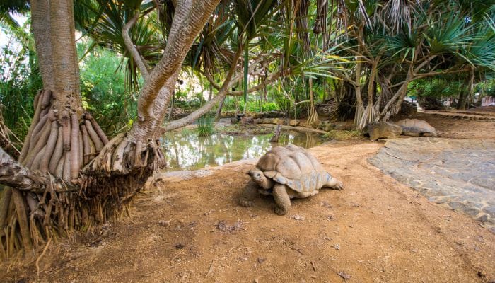 Parc Francois Leguat in Mauritius, a turtle sanctuary preserving various turtle species in a natural habitat