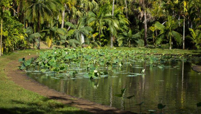 Sir Seewoosagur Ramgoolam Botanical Garden in Mauritius, a paradise of diverse flora featuring lush gardens and vibrant plant species