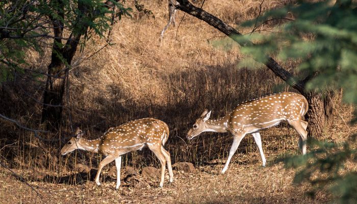 Scenic landscape of Barda Wildlife Sanctuary in Gujarat, showcasing diverse flora and fauna in a natural habitat