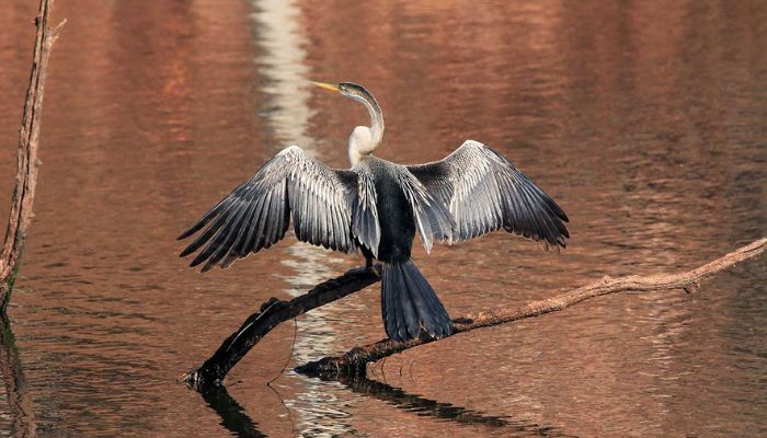 Chhari Dhand Conservation Reserve in Kutch, Gujarat, showcasing a unique blend of wetlands and arid landscapes, supporting diverse wildlife