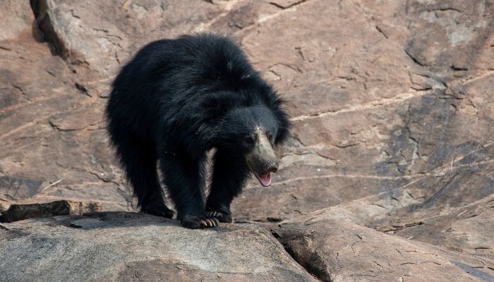 A dense forest landscape at Jessore Sloth Bear Sanctuary in Gujarat, offering a natural haven for the elusive sloth bears