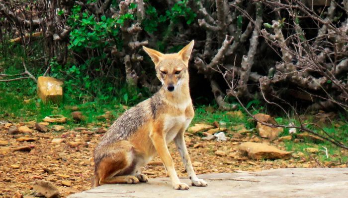 Kachchh Biosphere Reserve in Kutch, Gujarat, a unique ecological marvel blending diverse ecosystems, supporting a rich array of flora and fauna