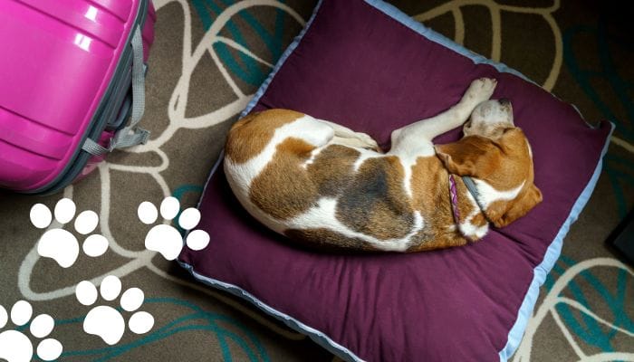 10 Ultimate Pet Friendly Hotels in Ahmedabad, India