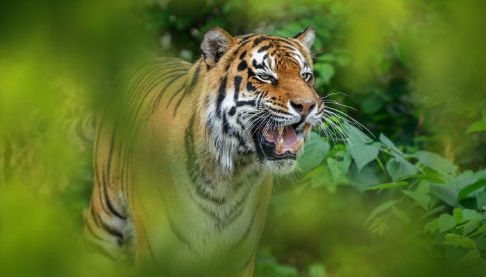 21 Wildlife Sanctuaries in Gujarat: Discover Gujarat's Rich Biodiversity