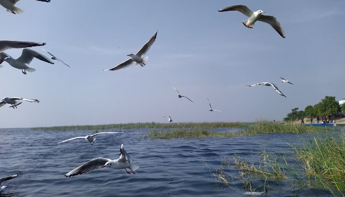 Vadla Oasis: Capturing avian wonders through the lens