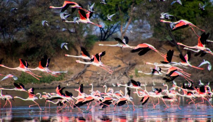 Thol Bird Sanctuary: A serene wetland with a variety of birds