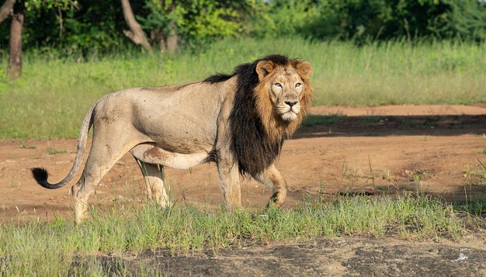 Majestic lion in Devalia Park