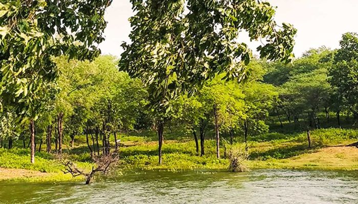 Lush green surroundings by the water at Dhanpari Eco Campsite