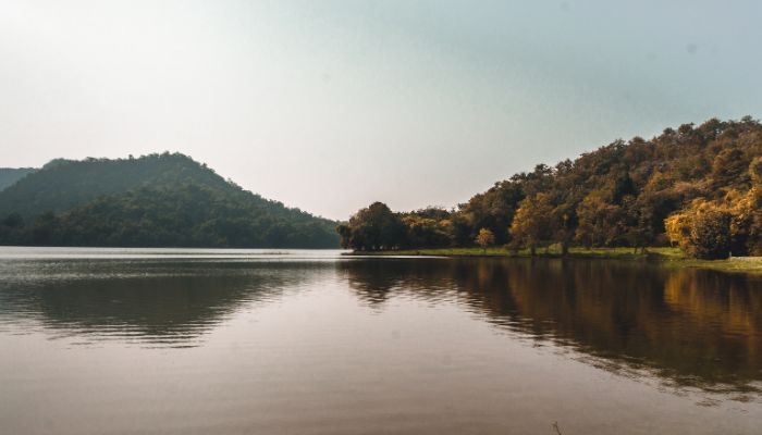 ense forest landscape of Jambughoda Wildlife Sanctuary, rich with diverse flora and fauna, offering a glimpse of wildlife in its natural habitat