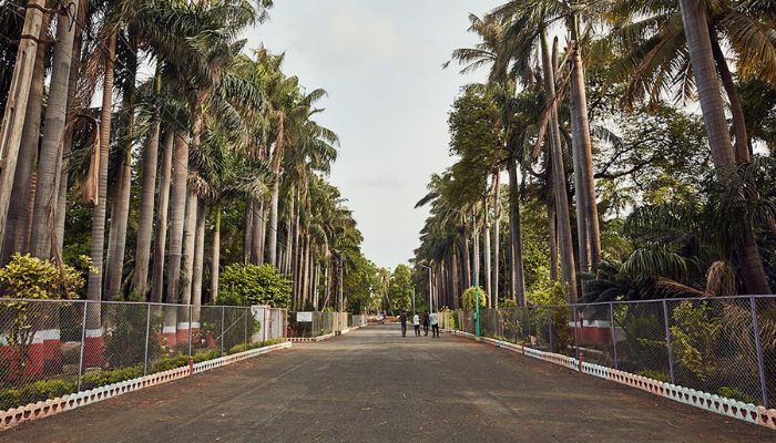 Scenic walkway lined with palm trees in Moti Baug