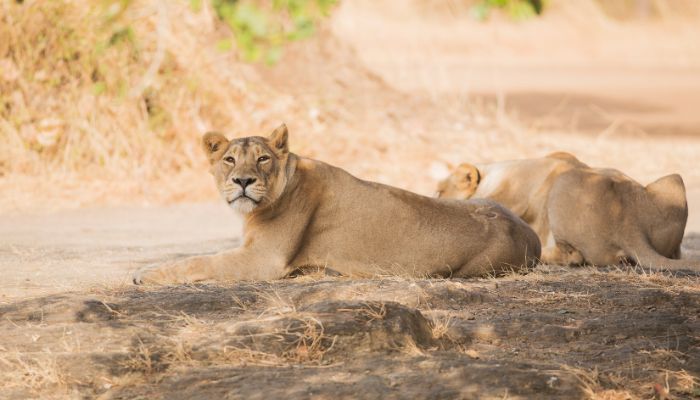 Asiatic lions resting in Sasan Gir National Park